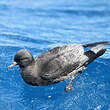 Puffin à bec grêle