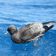 Short-tailed Shearwater