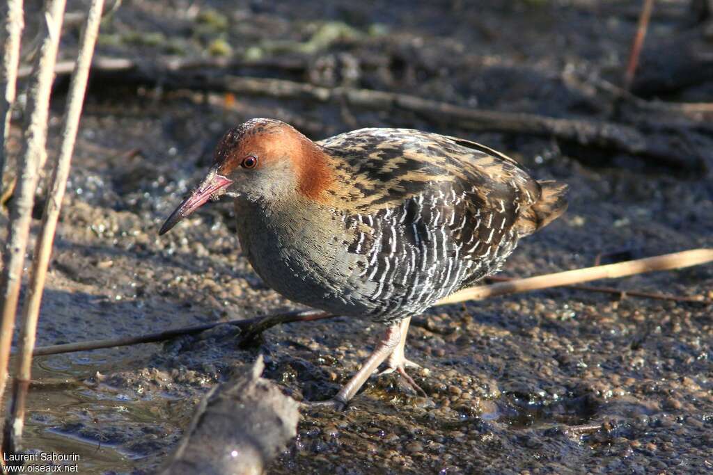 Lewin's Railadult, identification, walking