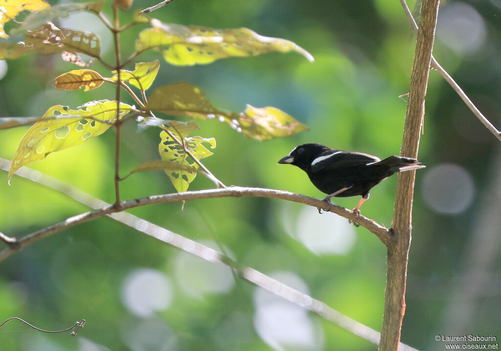 White-shouldered Tanager