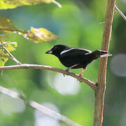 White-shouldered Tanager