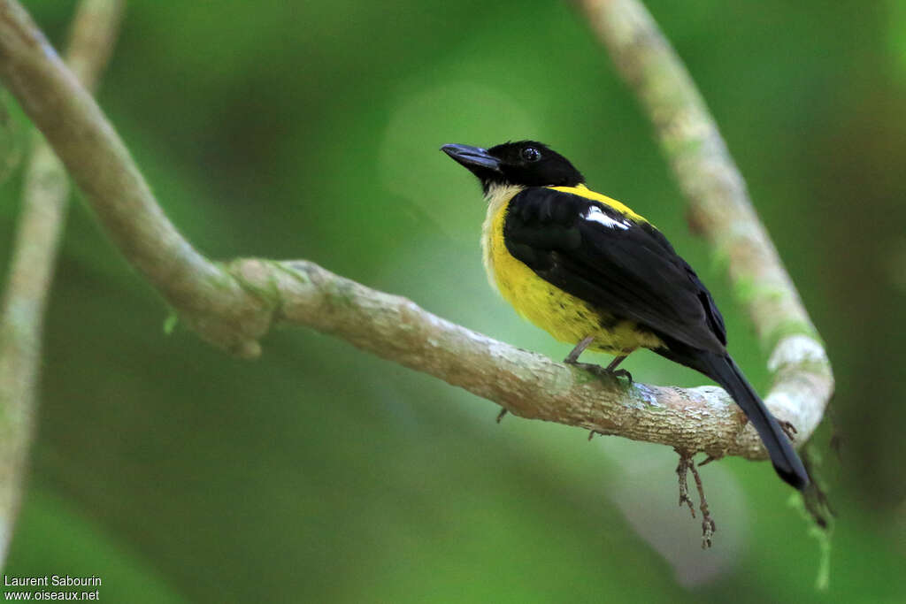 White-throated Shrike-Tanager