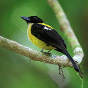 White-throated Shrike-Tanager