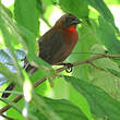 Tangara à gorge rouge