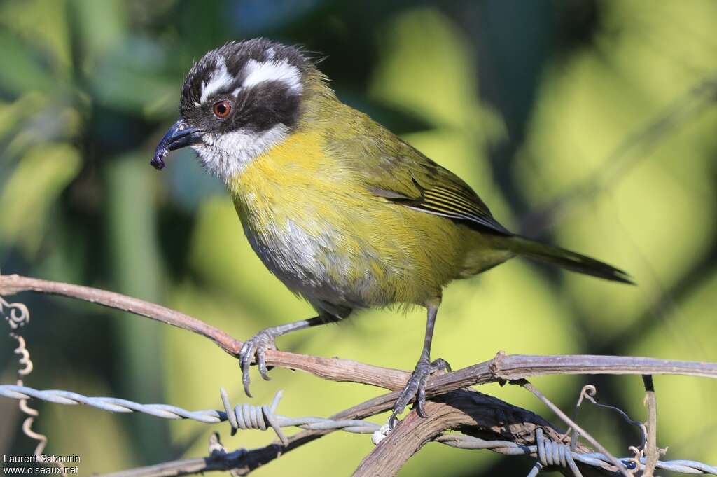 Sooty-capped Bush Tanageradult, feeding habits