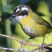 Sooty-capped Bush Tanager