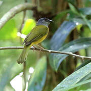 Grey-headed Tanager