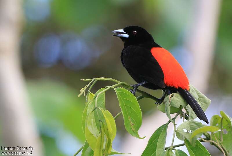 Scarlet-rumped Tanager (costaricensis) male adult breeding, identification