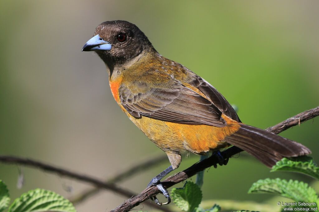 Scarlet-rumped Tanager (costaricensis)