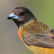 Scarlet-rumped Tanager (costaricensis)