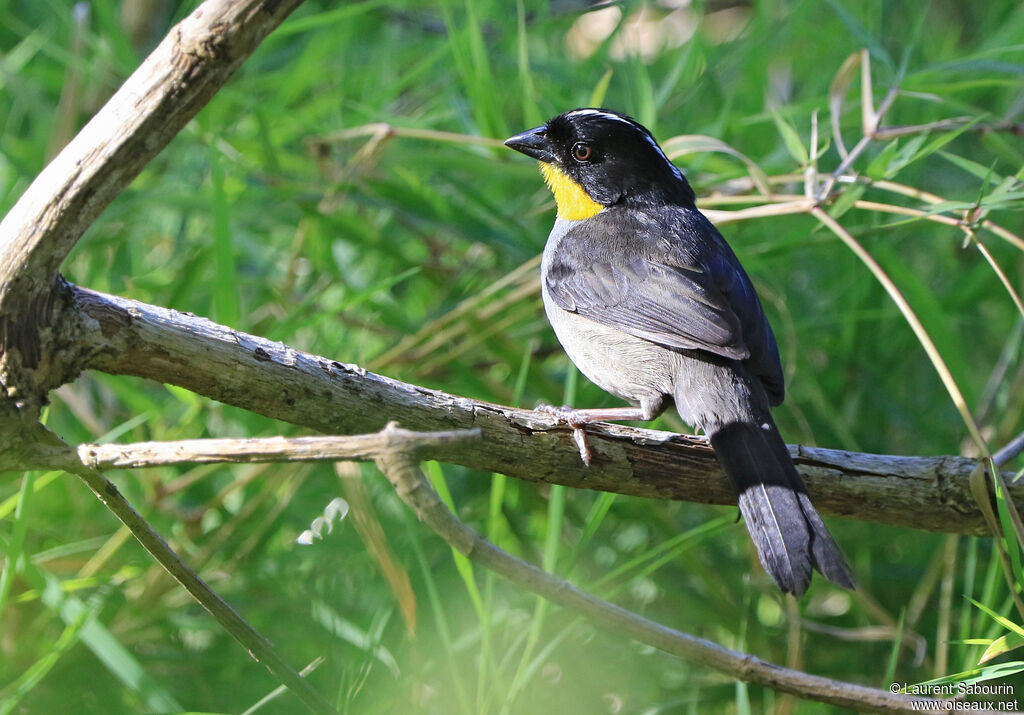 White-naped Brushfinch