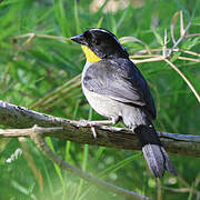 White-naped Brushfinch