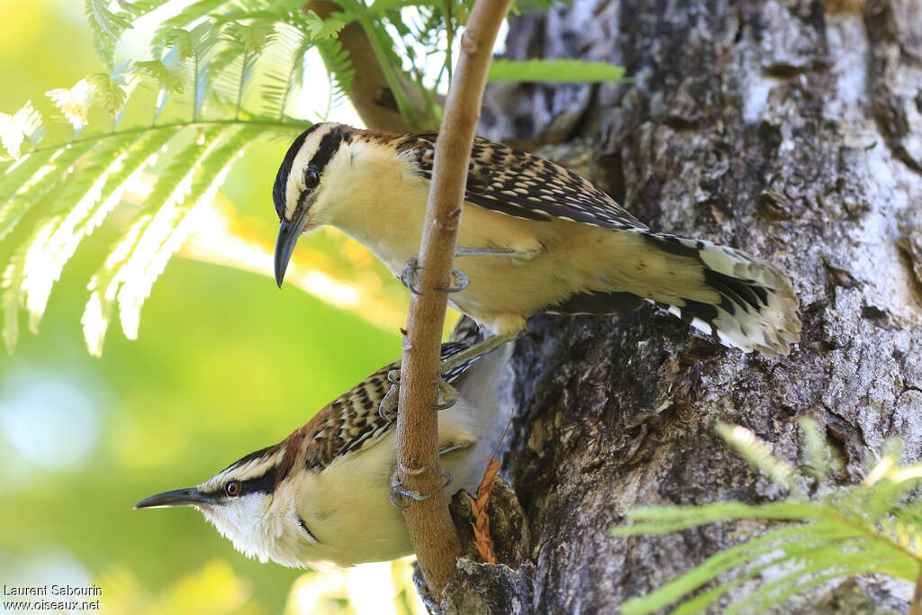 Veracruz Wren, habitat, pigmentation