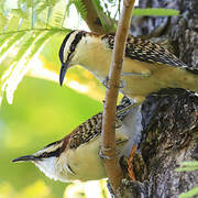 Rufous-naped Wren