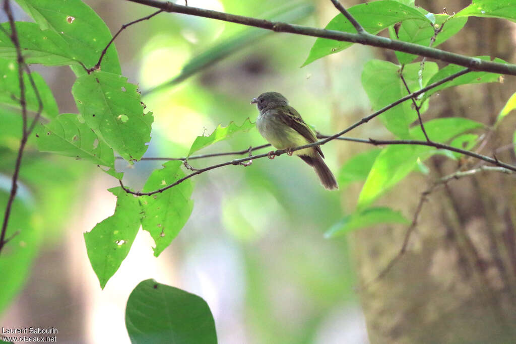 Northern Bentbill