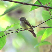 Northern Bentbill