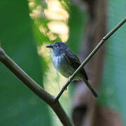 Northern Bentbill