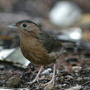 Brown-capped Babbler