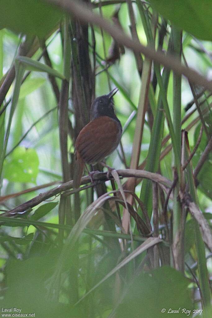 White-bellied Antbird