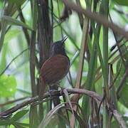 White-bellied Antbird