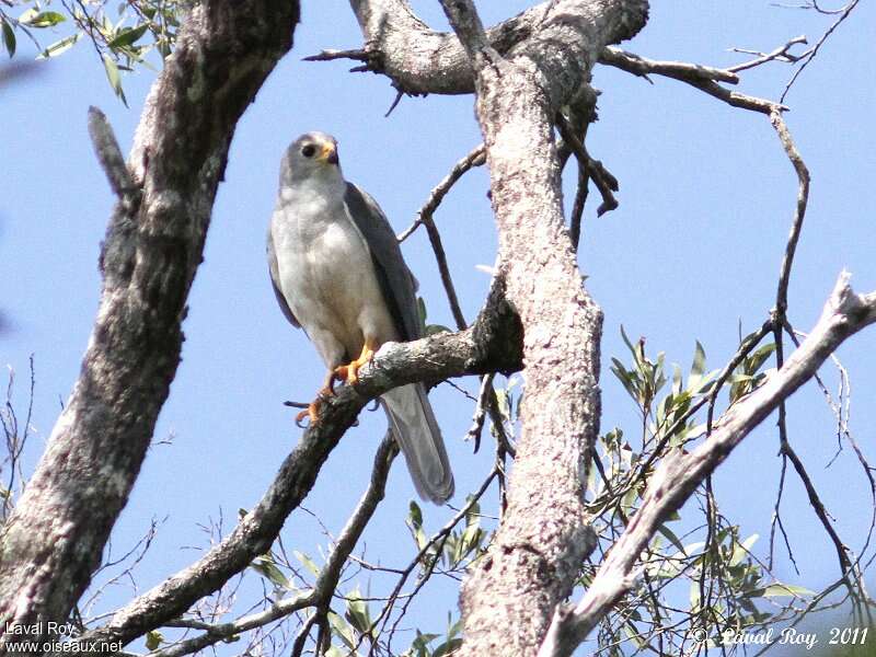 Grey Goshawkadult, identification