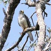 Grey Goshawk