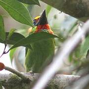 Barbu arlequin