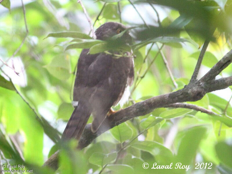 Madagascan Cuckoo-Hawk