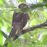 Madagascan Cuckoo-Hawk