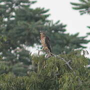 European Honey Buzzard