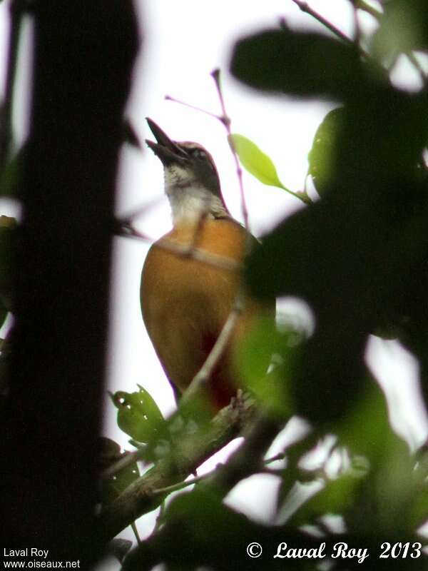 Mangrove Pitta male adult, song