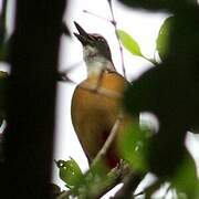 Mangrove Pitta