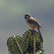 Bridled Sparrow