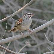 Cinnamon-tailed Sparrow