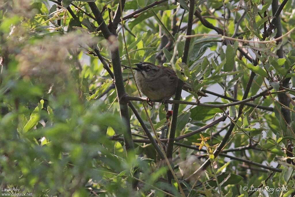 Oaxaca Sparrow male adult, habitat, song