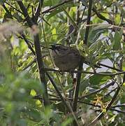 Oaxaca Sparrow