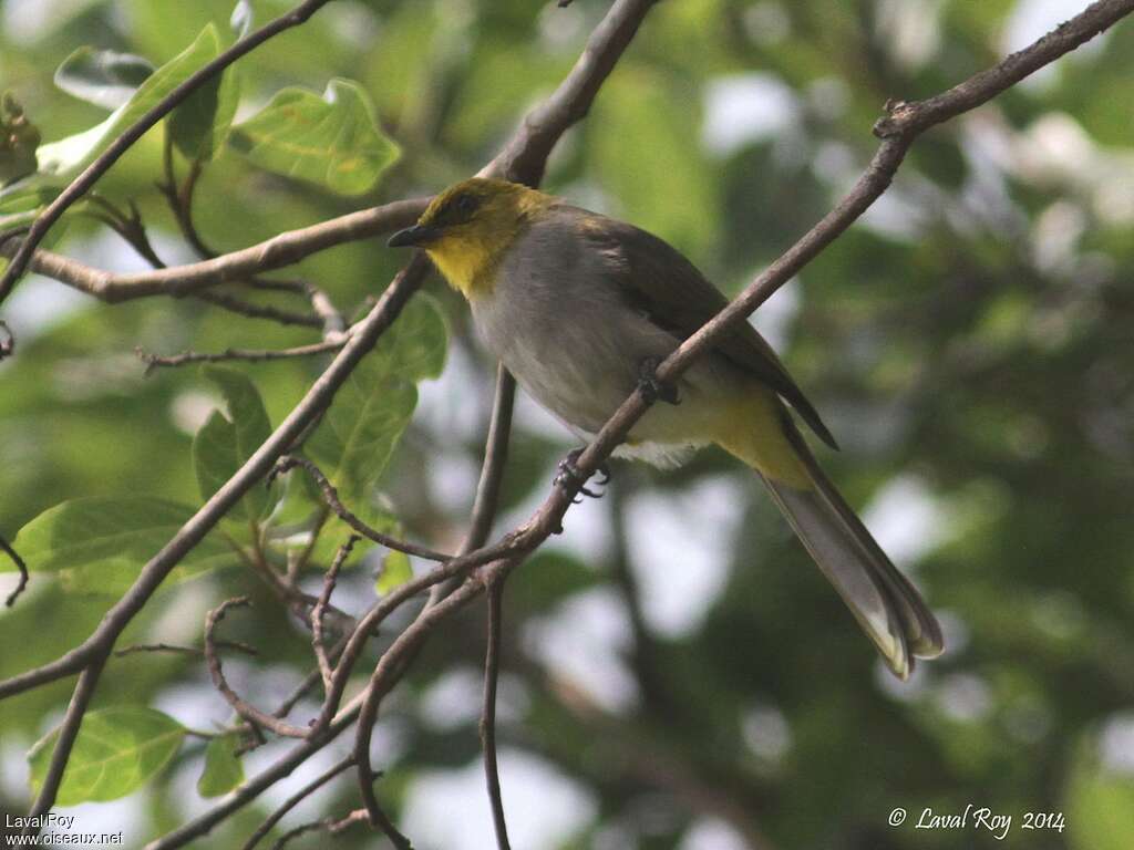 Yellow-throated Bulbuladult