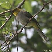 Yellow-throated Bulbul