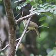 Bulbul chevelu