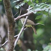 Hairy-backed Bulbul