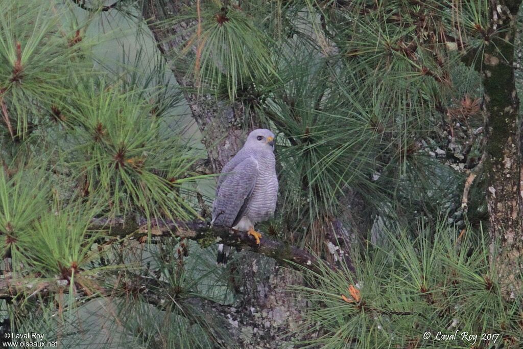 Grey-lined Hawkadult breeding