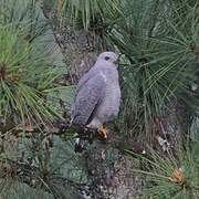 Grey-lined Hawk