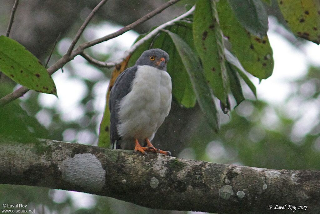 Semiplumbeous Hawk