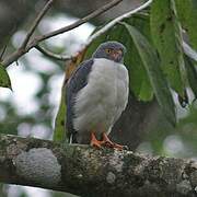 Semiplumbeous Hawk