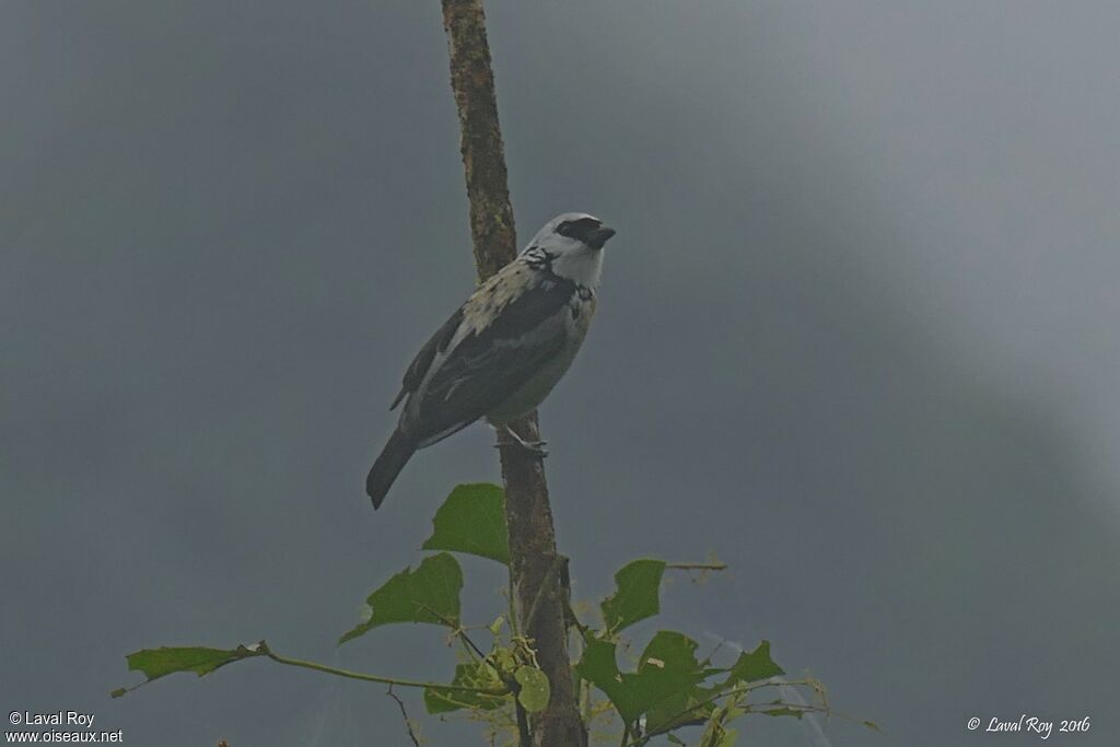 Grey-and-gold Tanageradult breeding