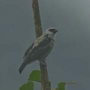 Grey-and-gold Tanager