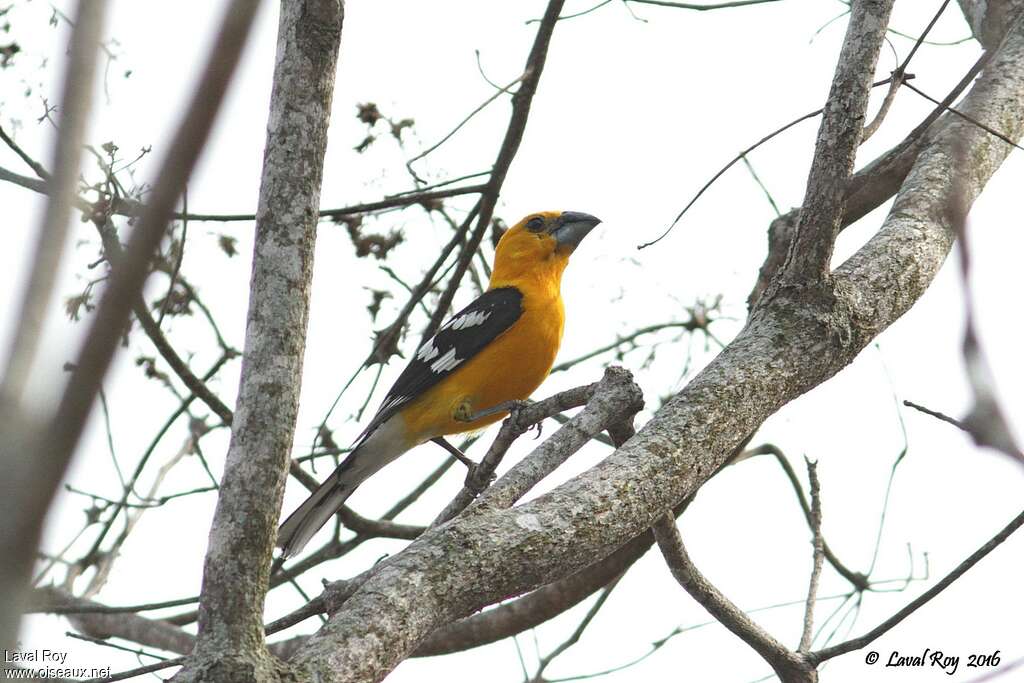 Cardinal jaune mâle adulte nuptial, identification