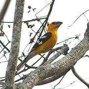 Cardinal jaune