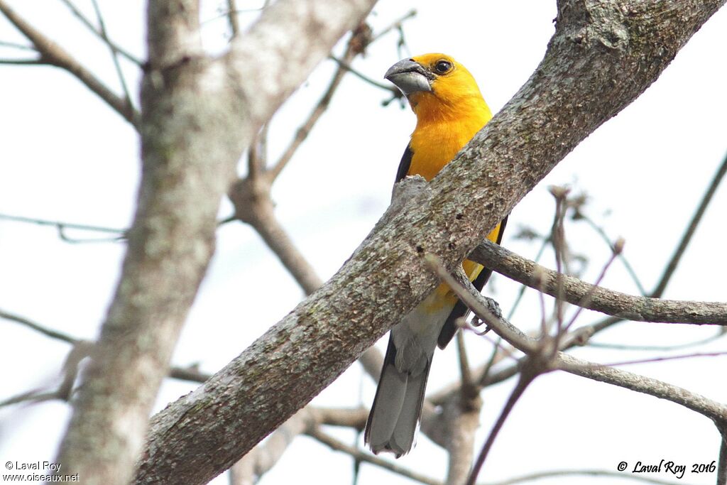 Cardinal jaune mâle adulte nuptial