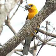 Yellow Grosbeak